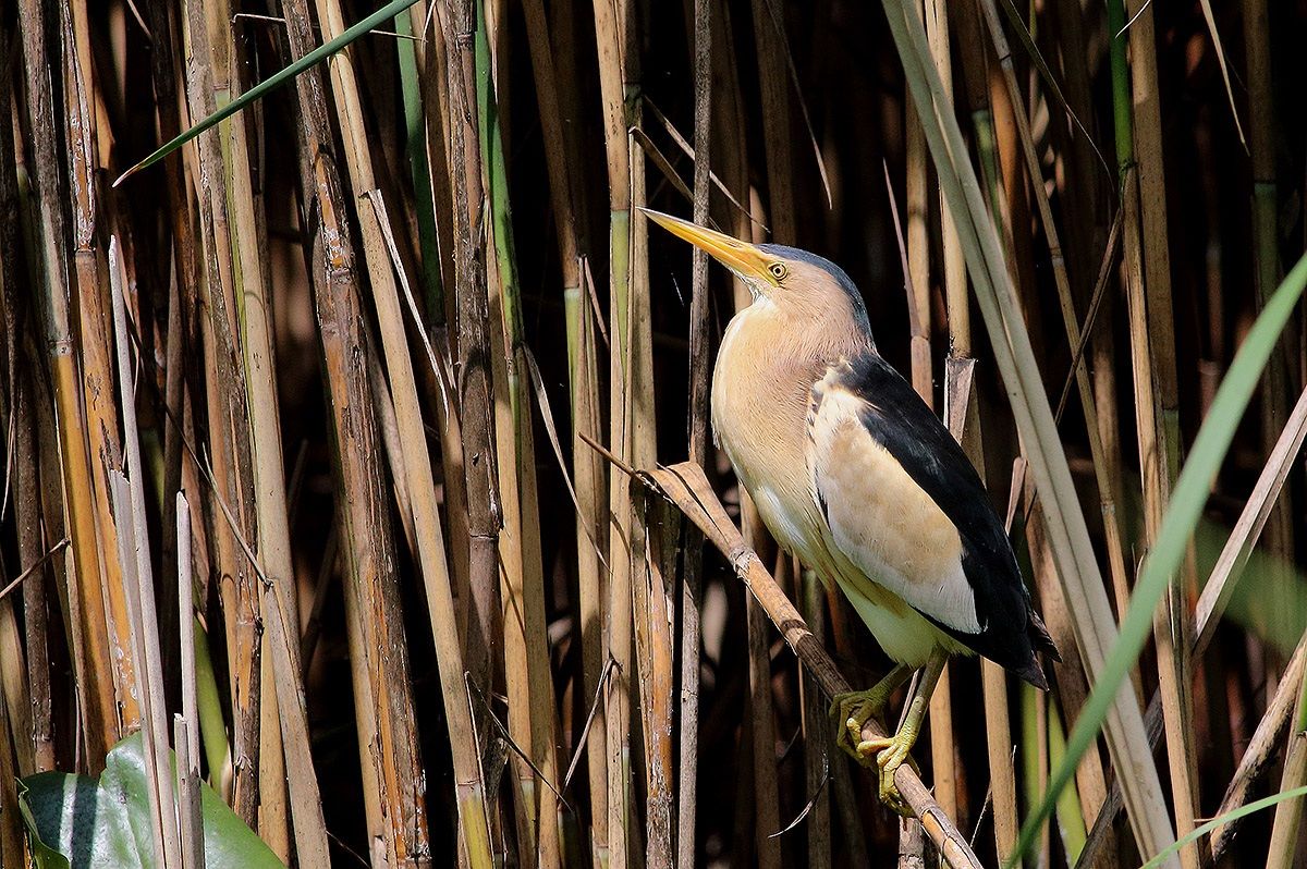 Dad bittern