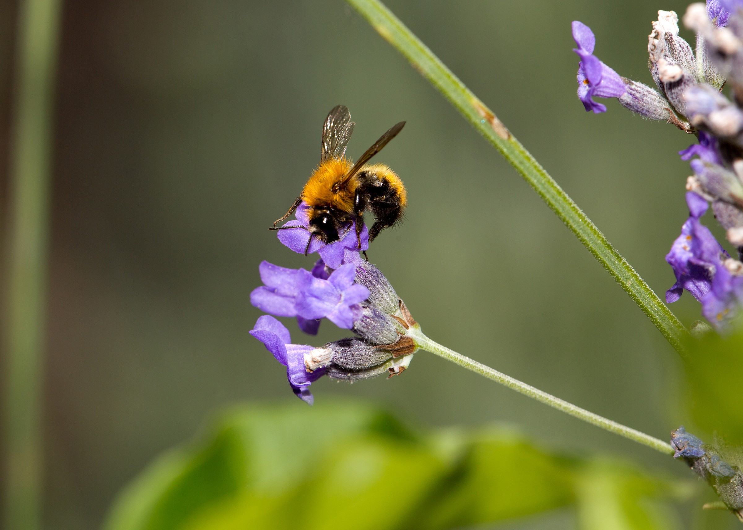 nel fiore di lavanda