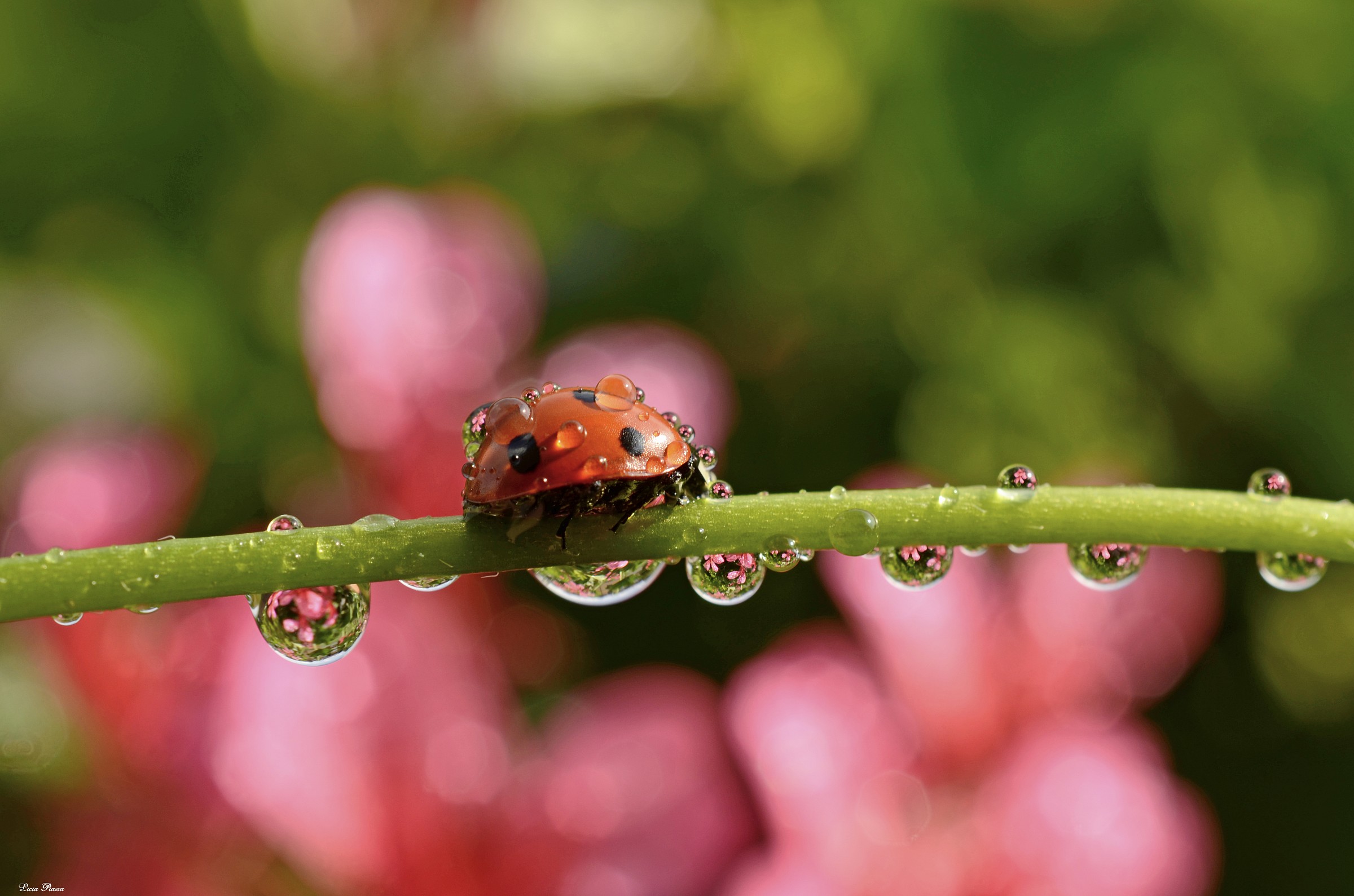 Passeggiando tra le gocce...