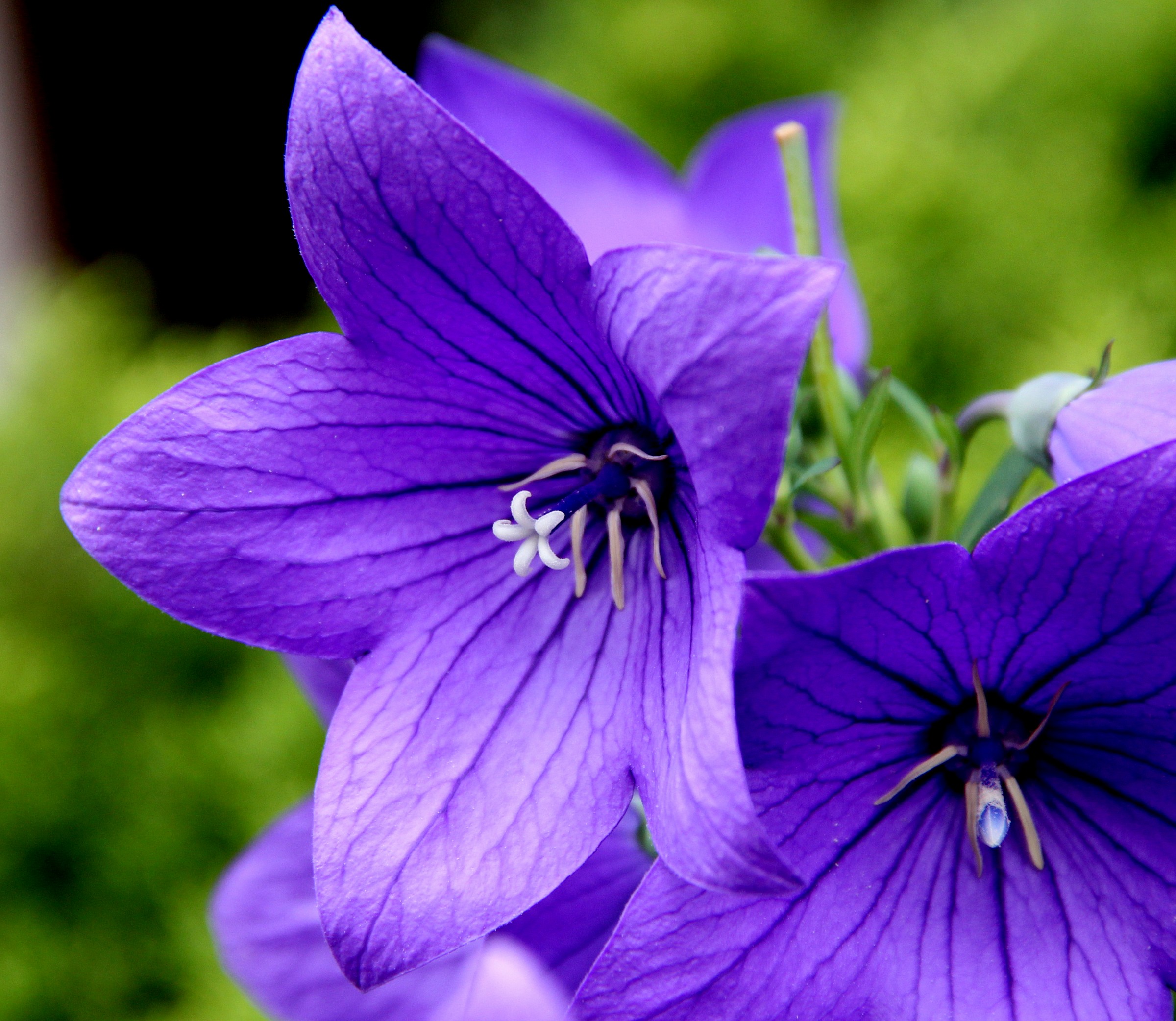 In anticipation of the macro lens ...