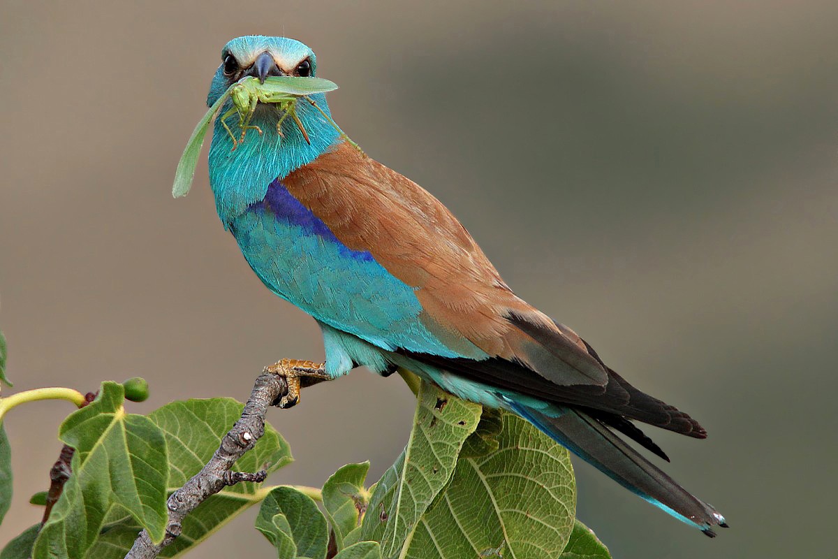 European Roller with prey