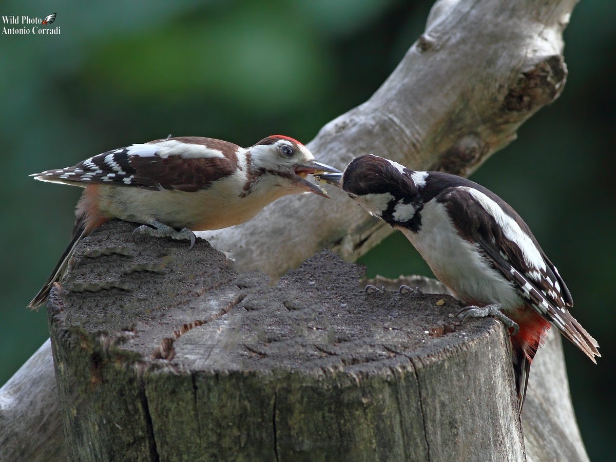 Picchio con piccolo