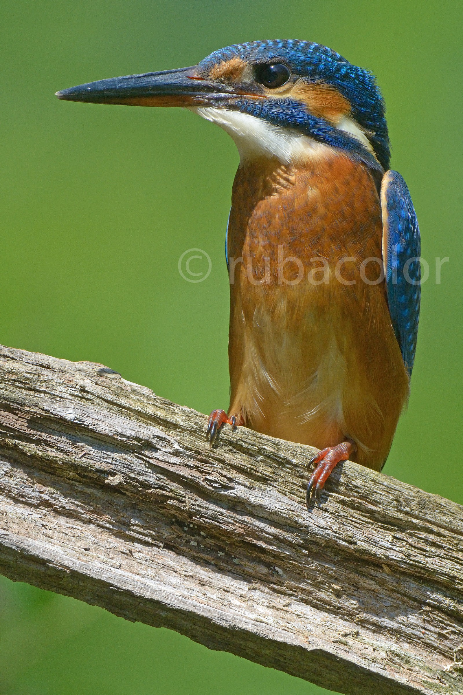 Un altro martino in verticale