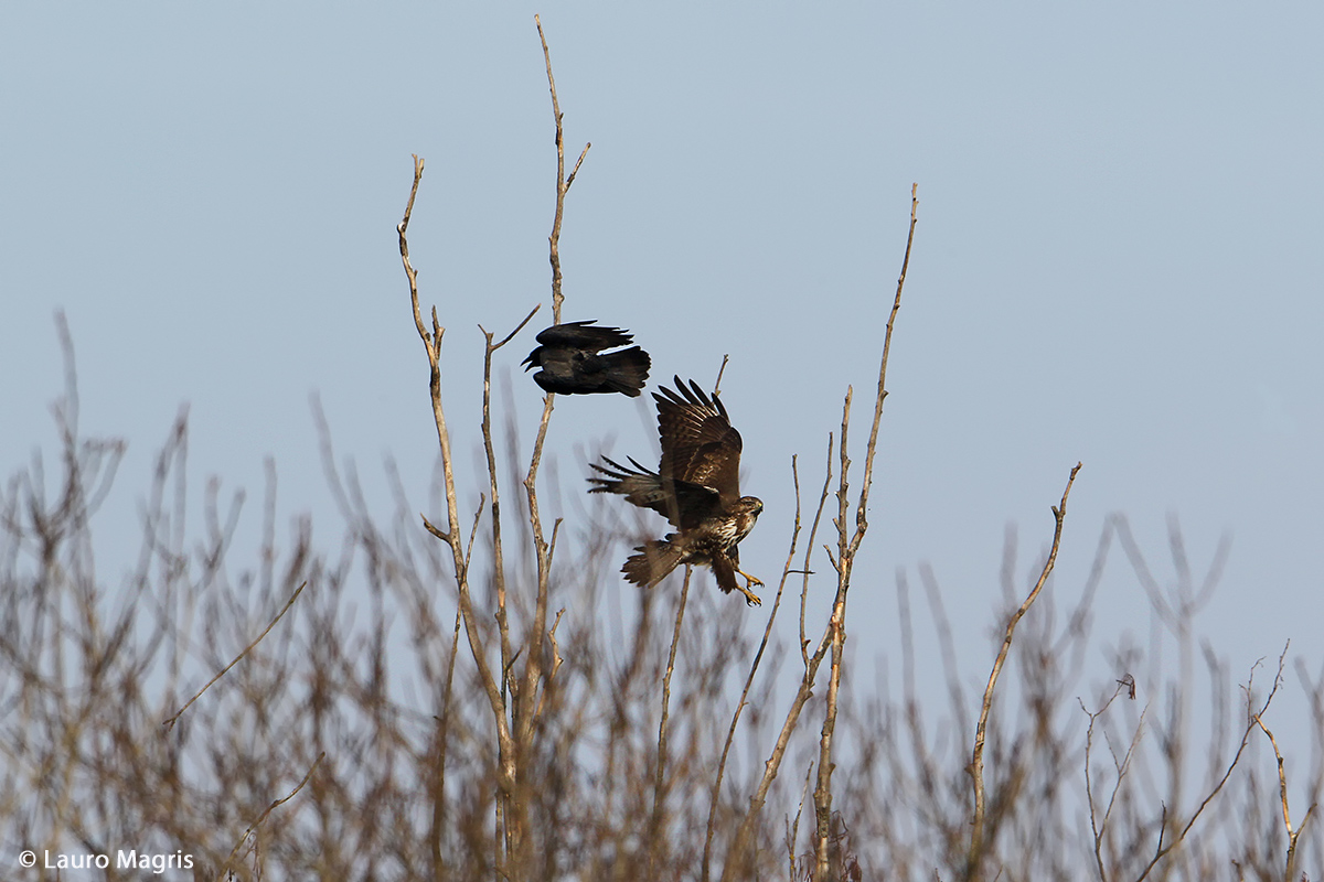 Corvus , non avrai il mio scalpo!