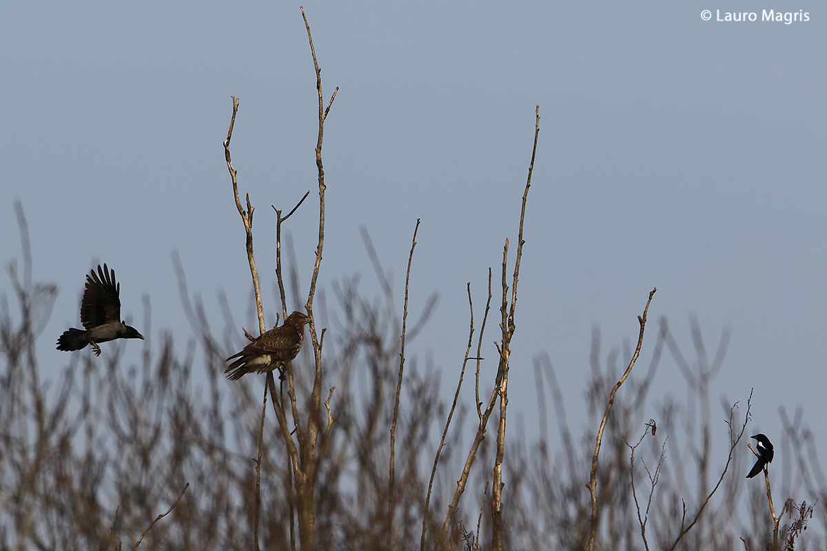 Corvus , non avrai il mio scalpo! (2a parte)