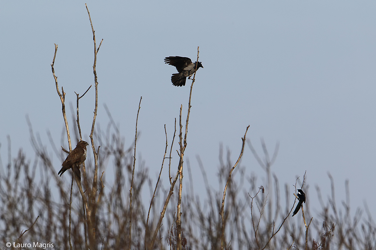 Titolo: Corvus , non avrai il mio scalpo! (1a parte)