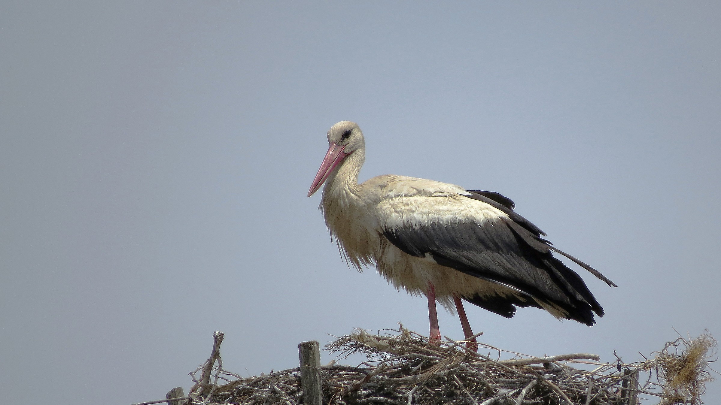 Stork (I)