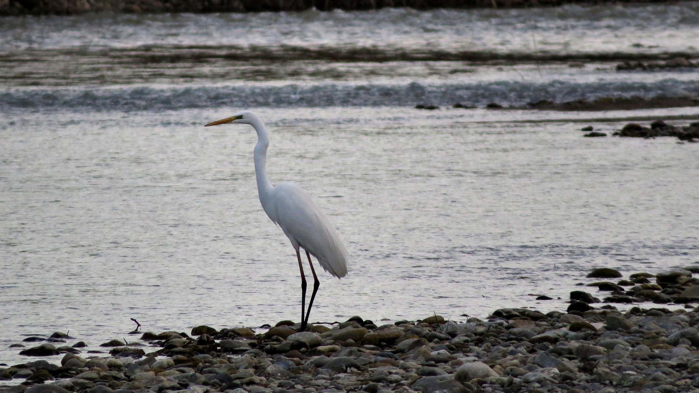 Heron (ii)