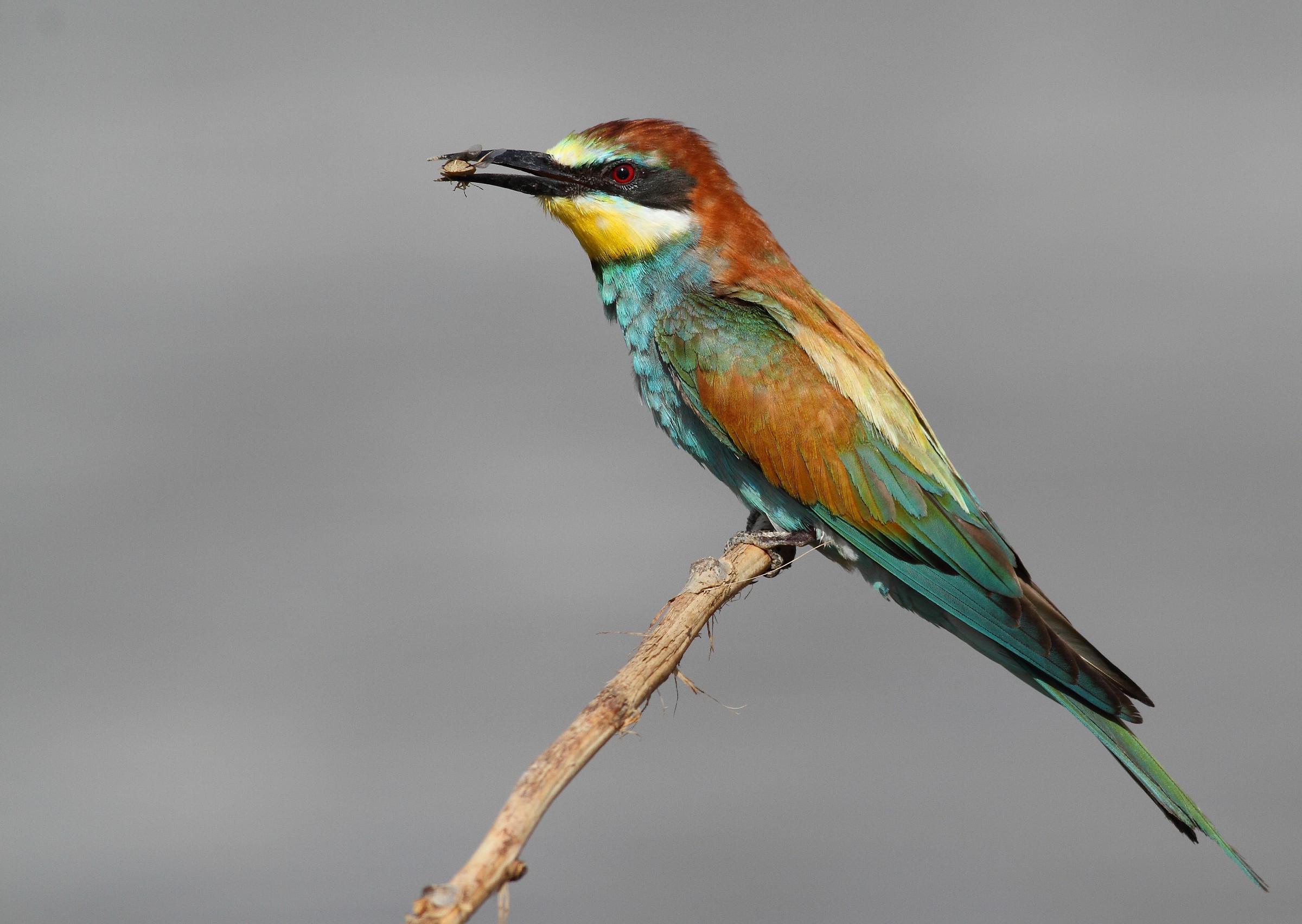 European gruccione (Merops apiaster)