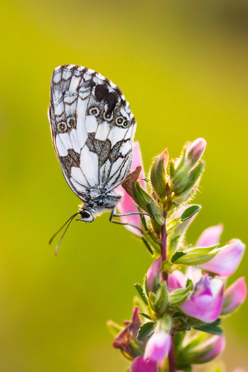 Melanargia galathea
