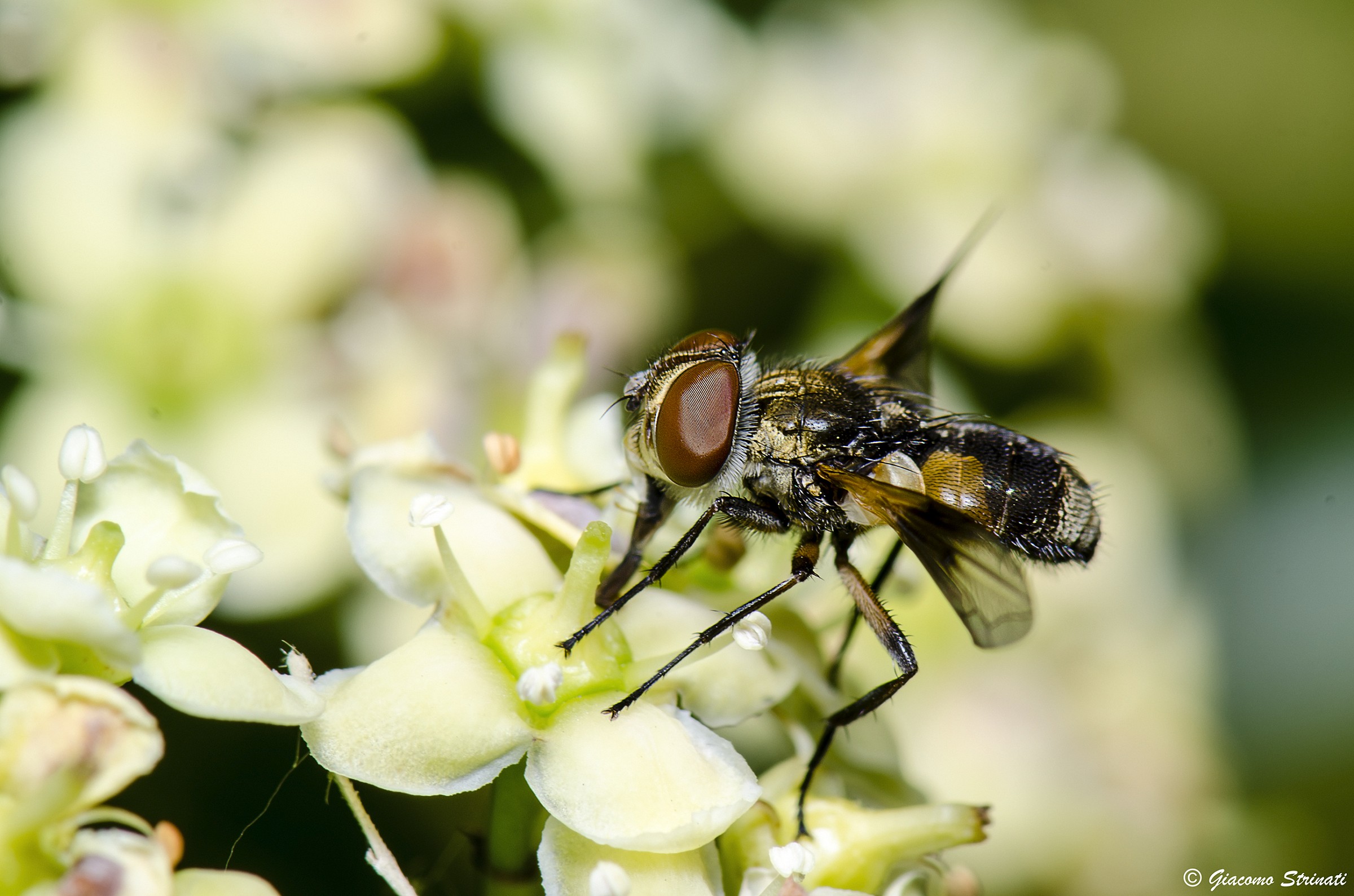 Diptera
