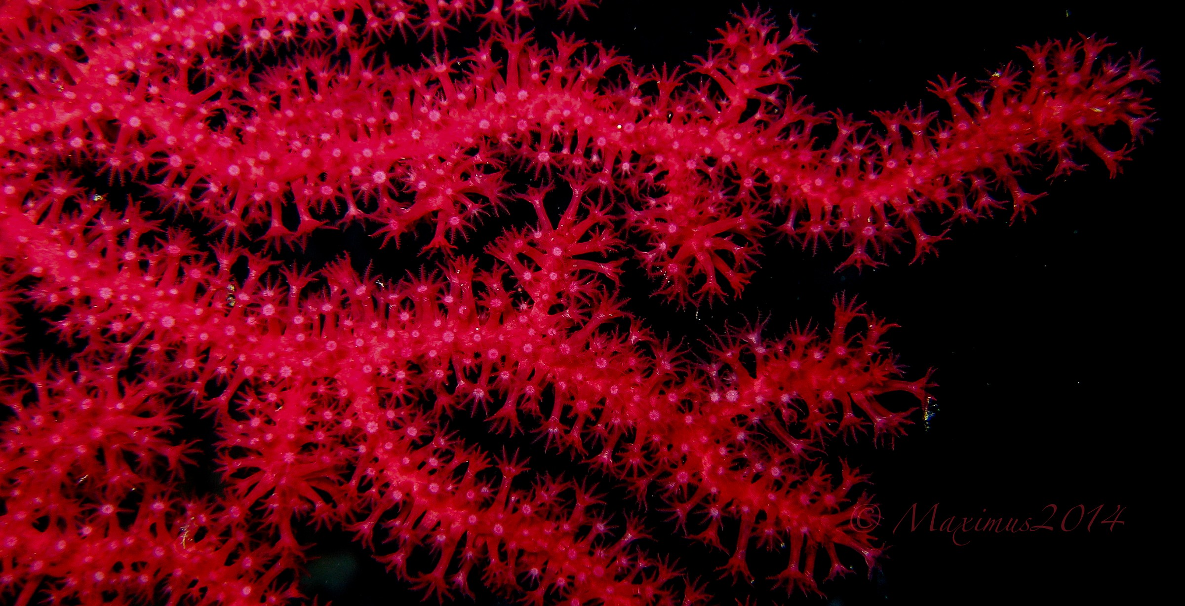 .. la gorgonia dell'isola del Giglio ..