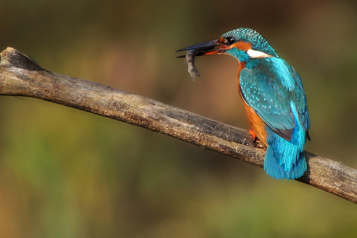 Martina, the prey and the light