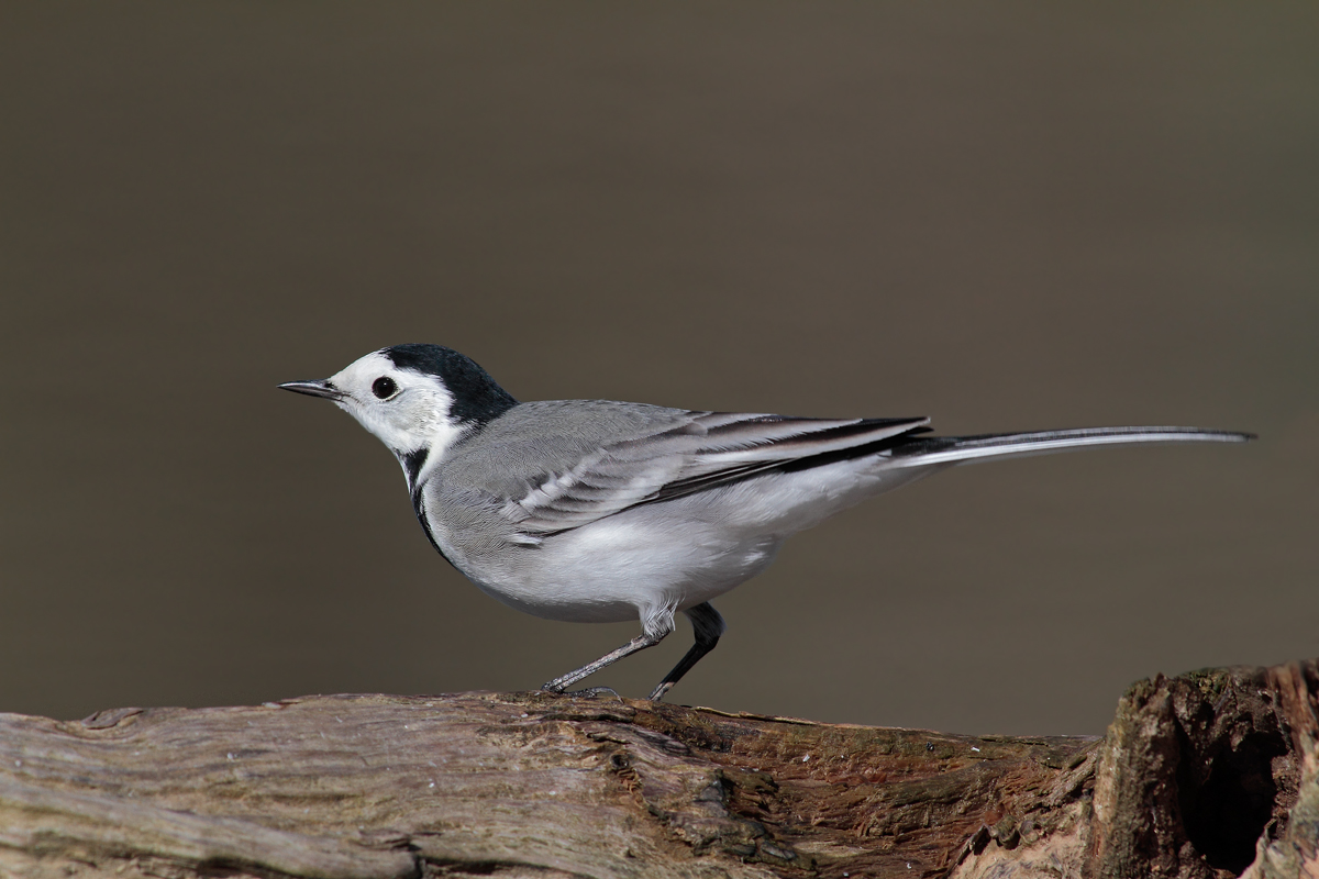 White Wagtail