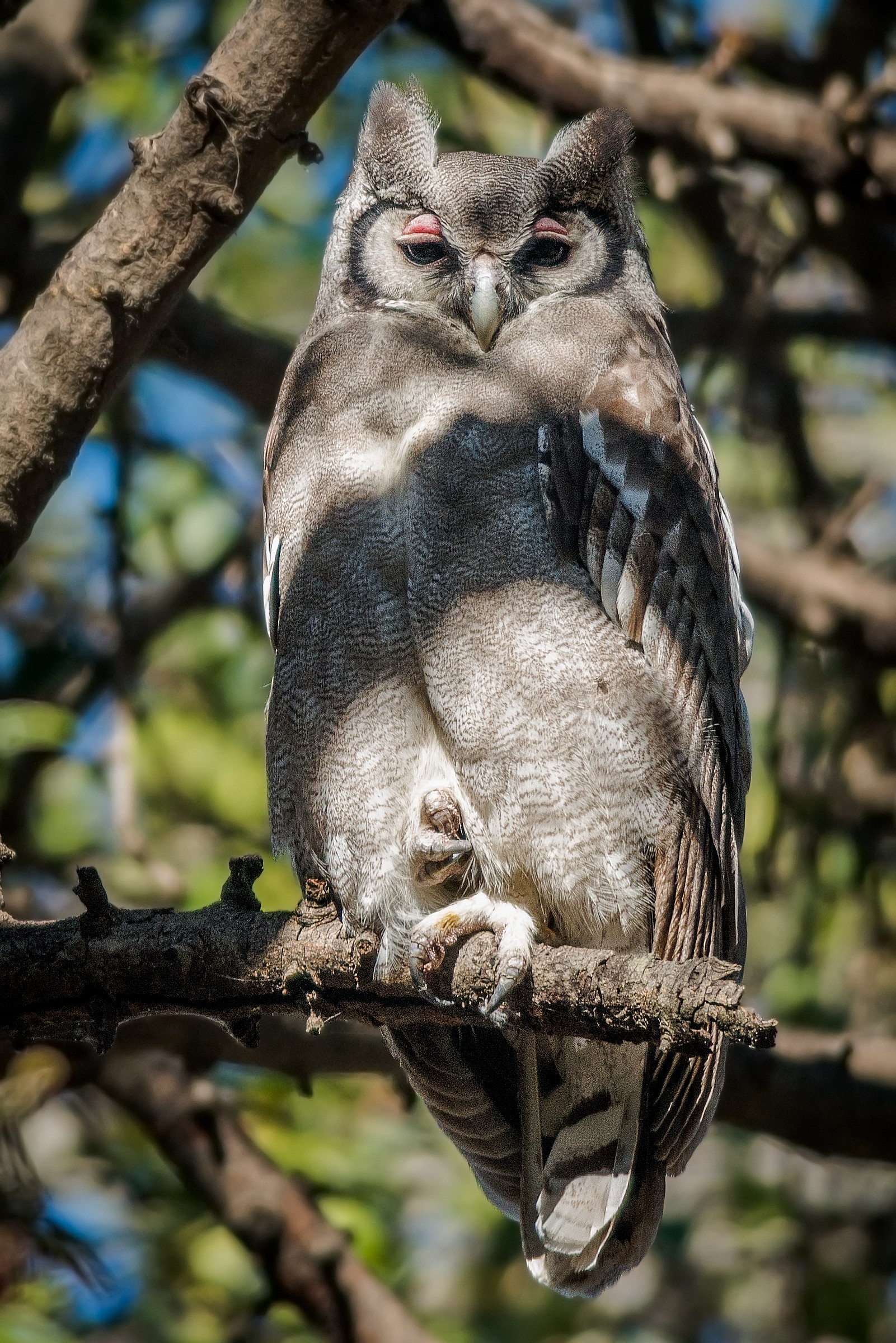 Verraux's (Giant) Eagle-Owl