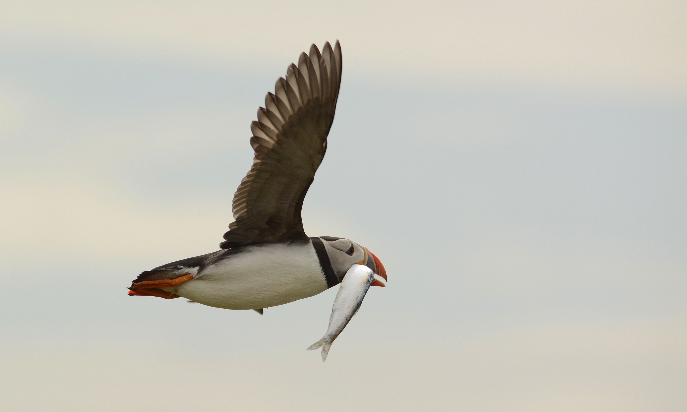 Pulcinella in volo con preda