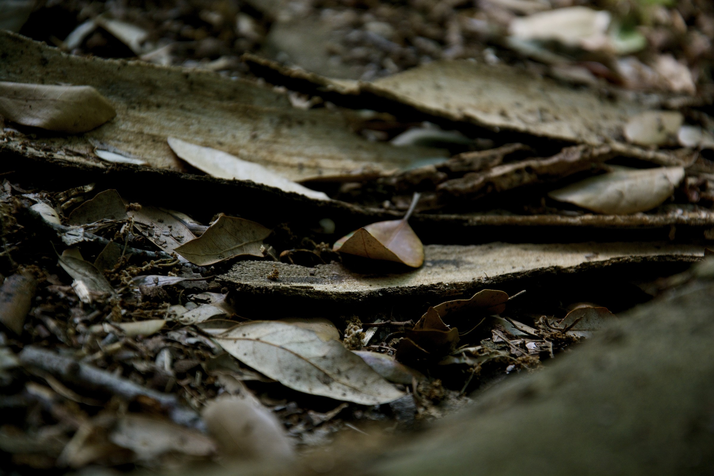 leaf on the ground