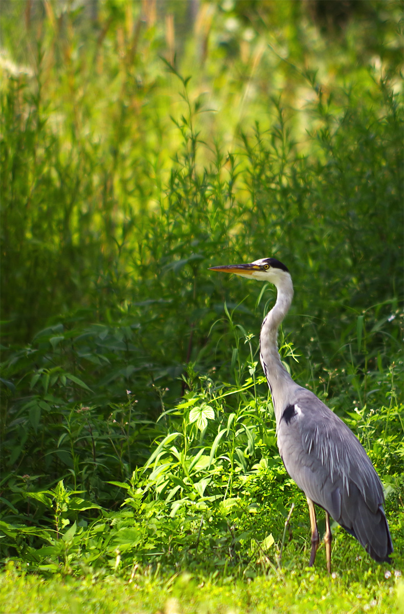 Heron Cinerino in Milan