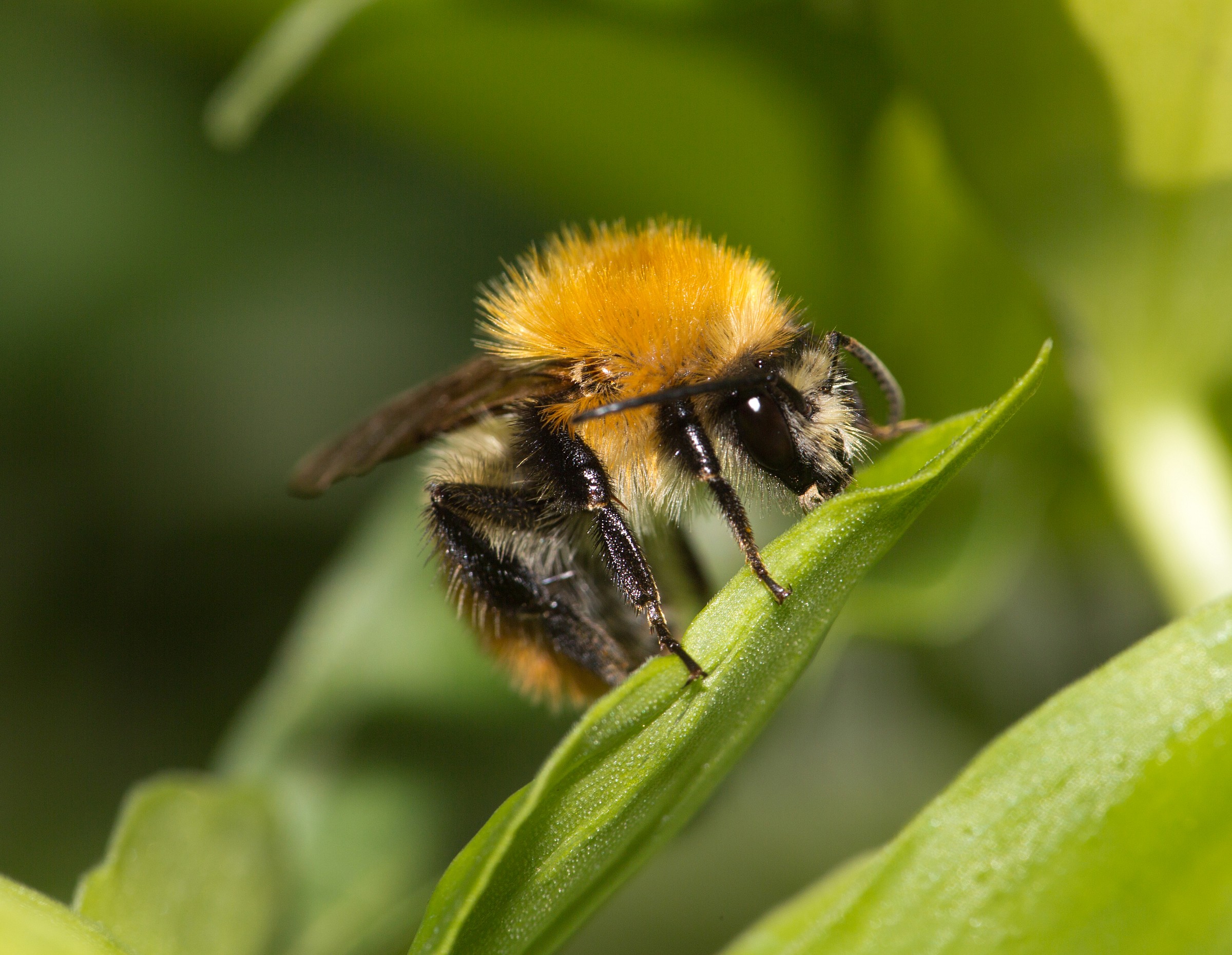 bumblebee resting