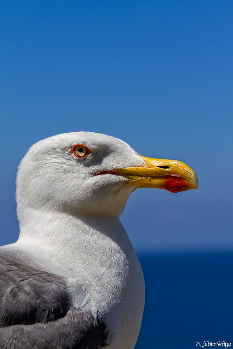Portrait of a Seagull