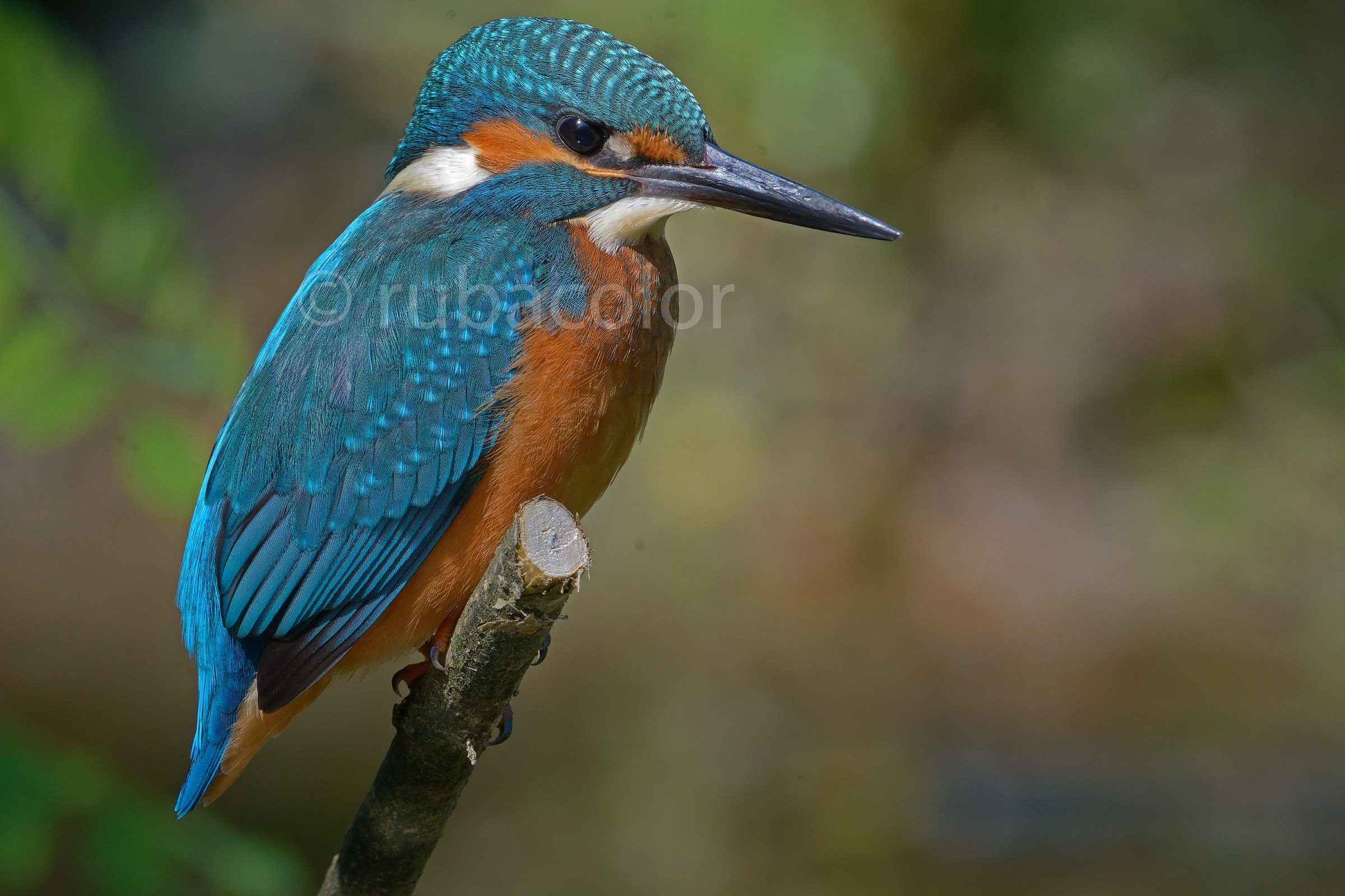 Un martino col 300 2,8 liscio