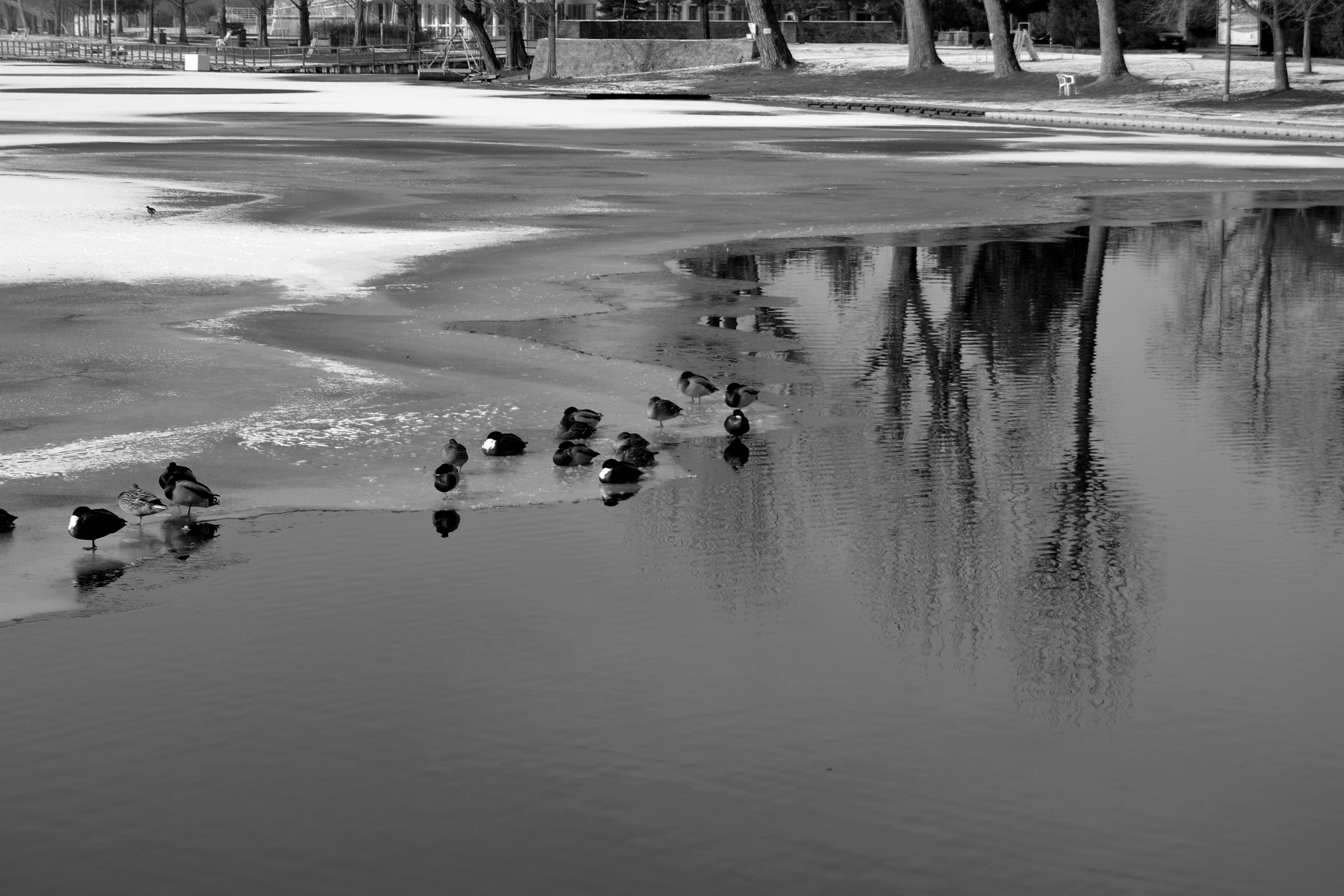 Lago ghiacciato e Germani