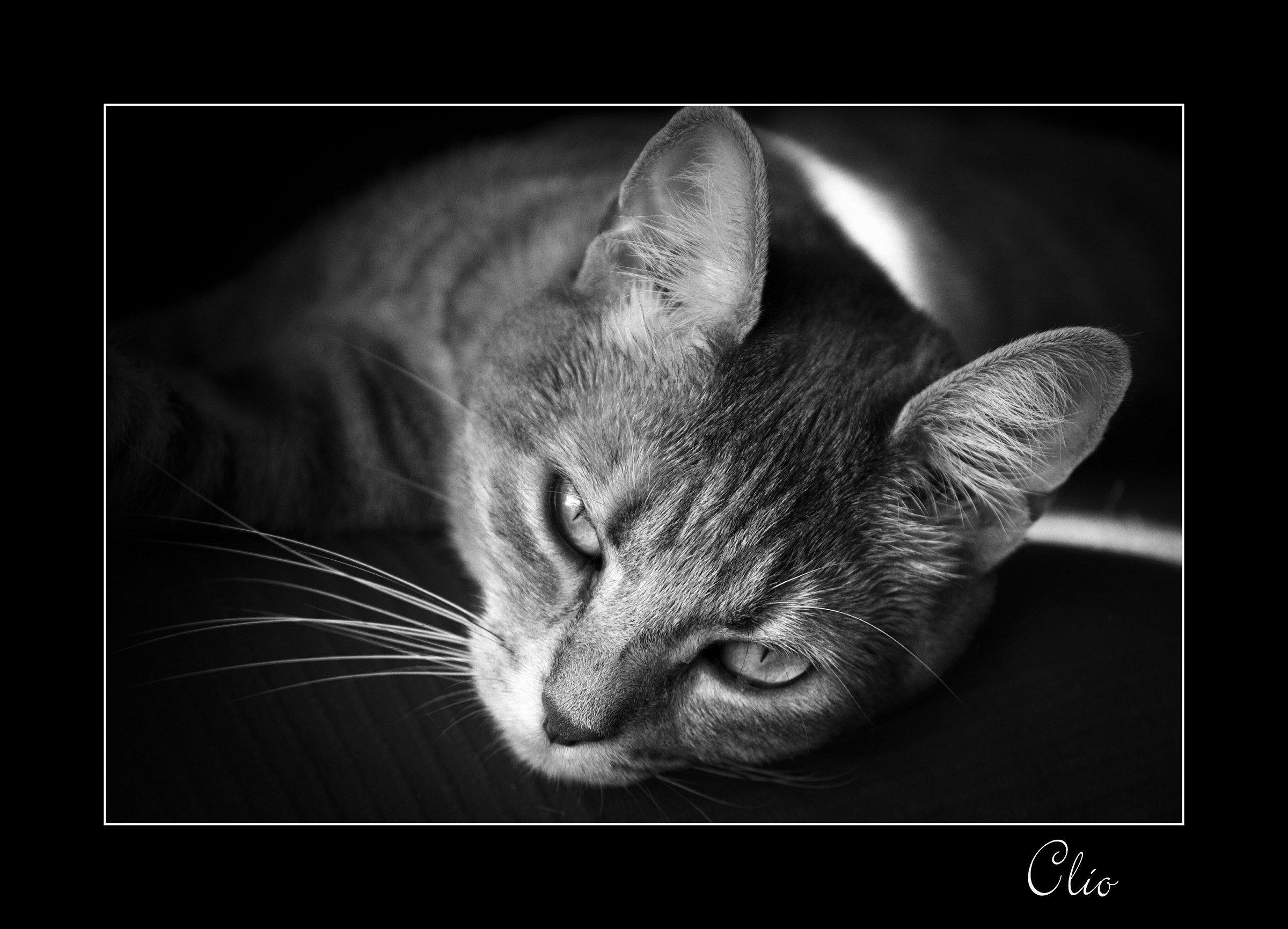 Clio and relaxation ........