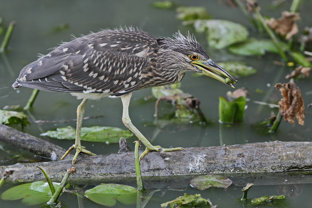 Night Heron young
