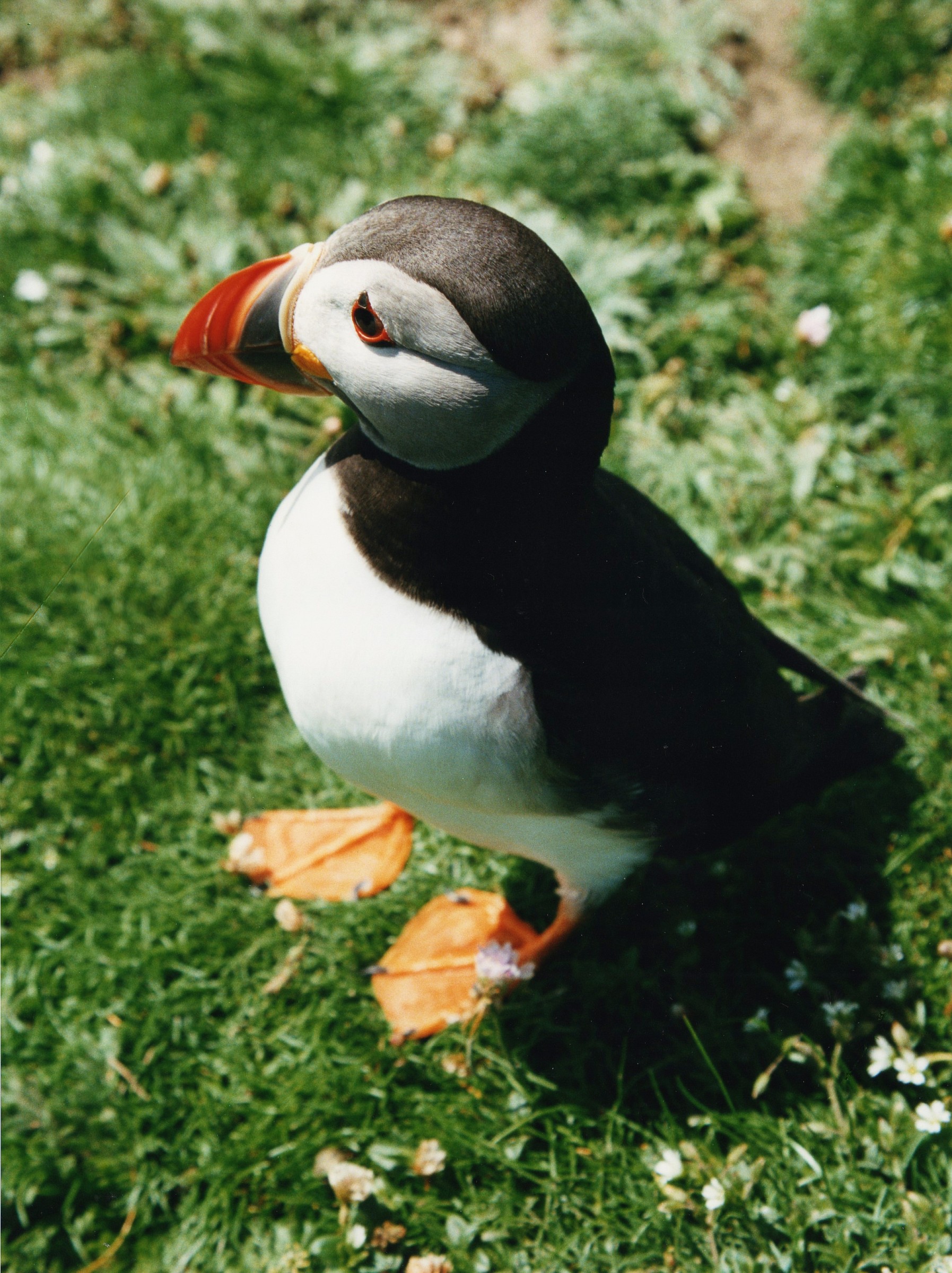 Puffin Sea