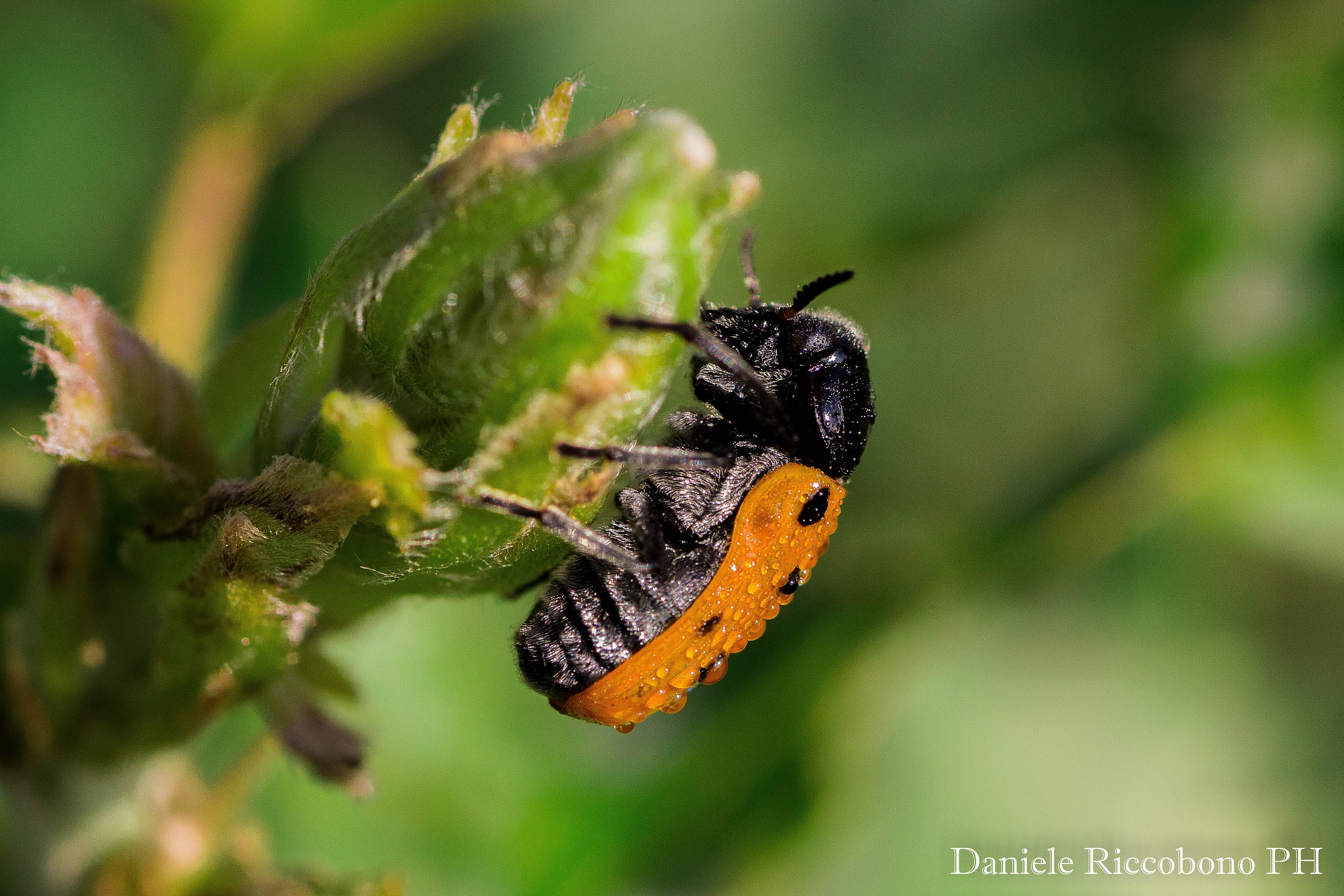 First Chrysomelide Lachnaia