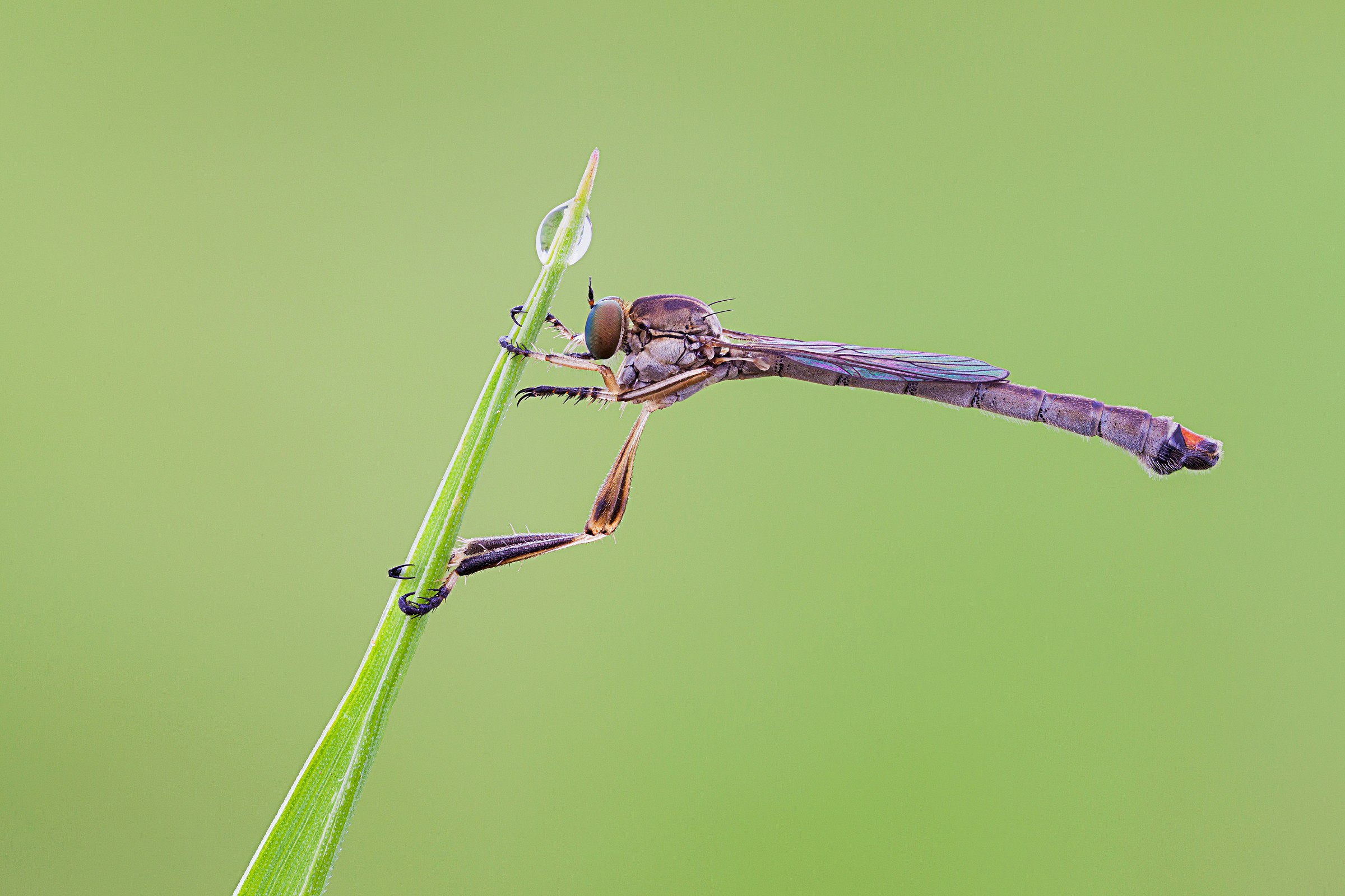 Leptogaster