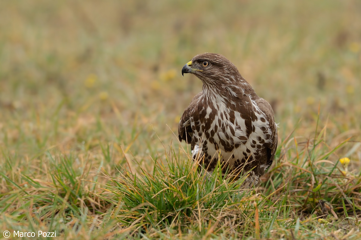 buzzard