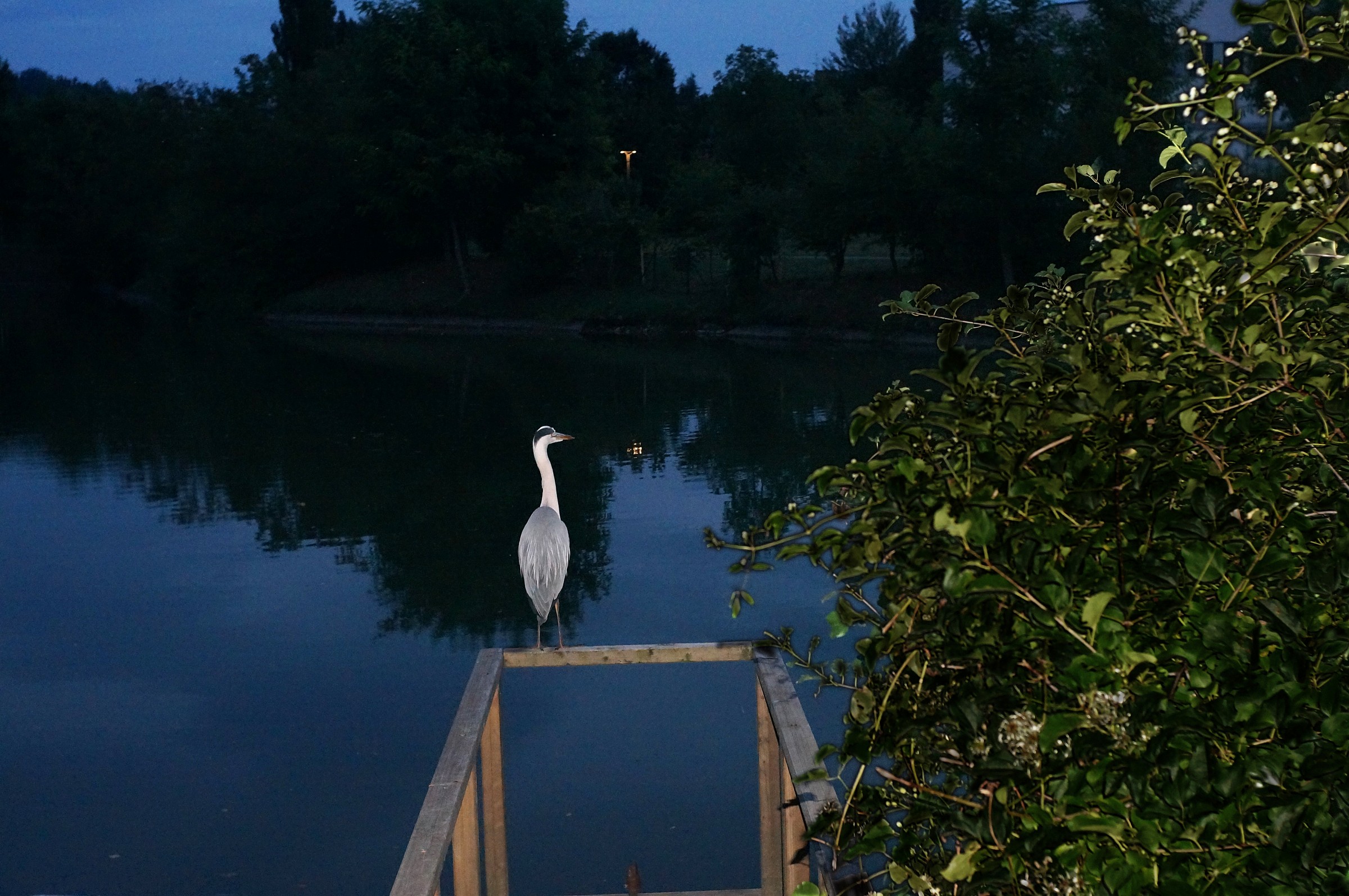 sera al parco con airone