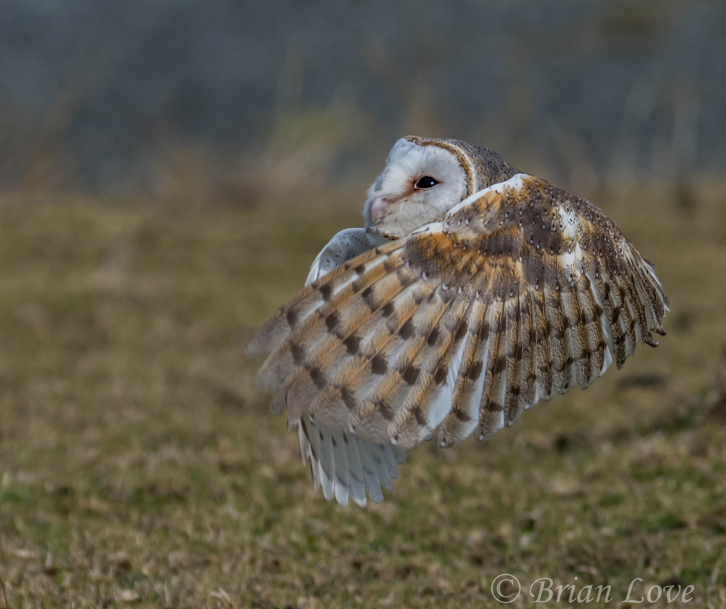 Barn Owl Embrace
