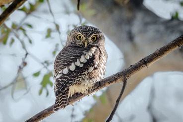 Glaucidium capense