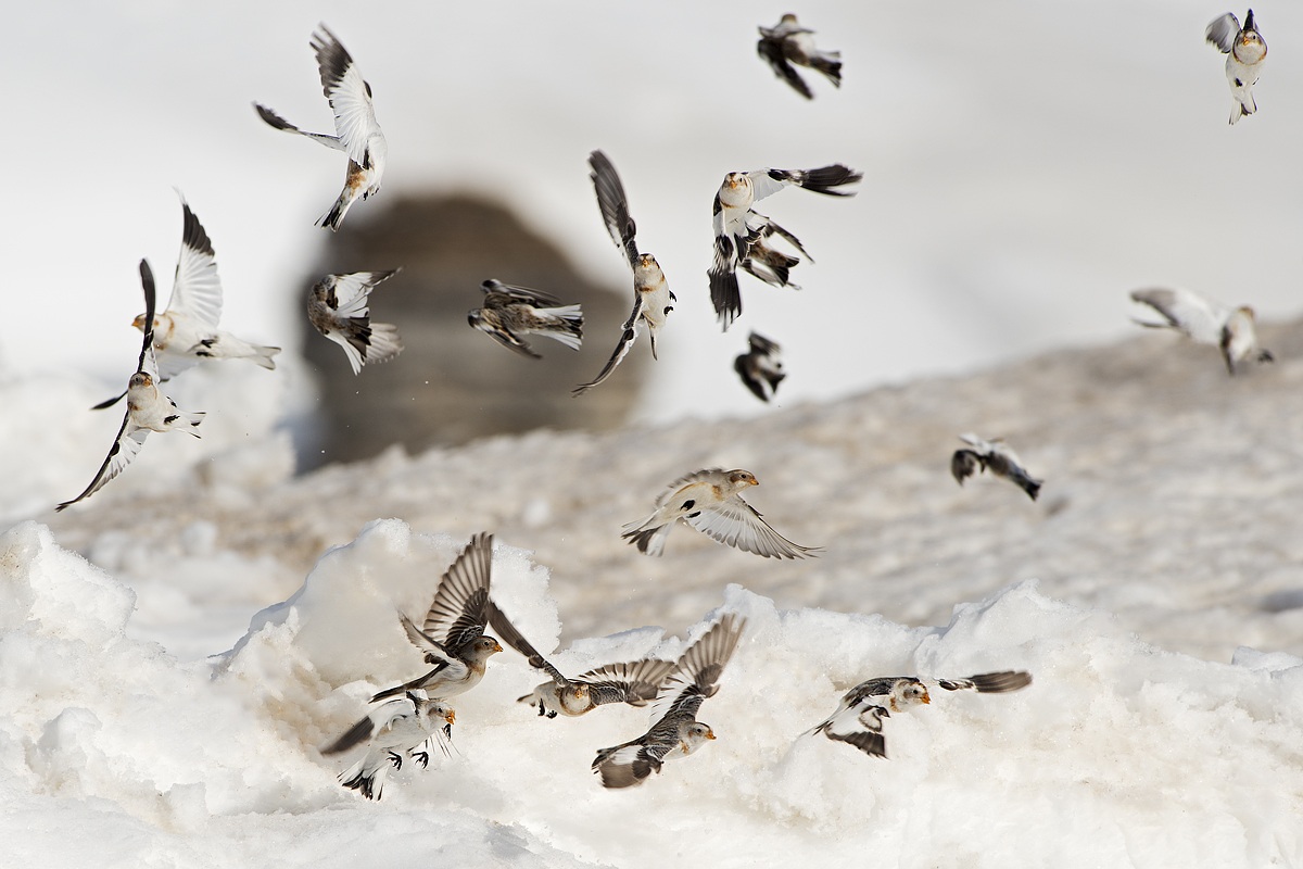 disorderly flight buntings