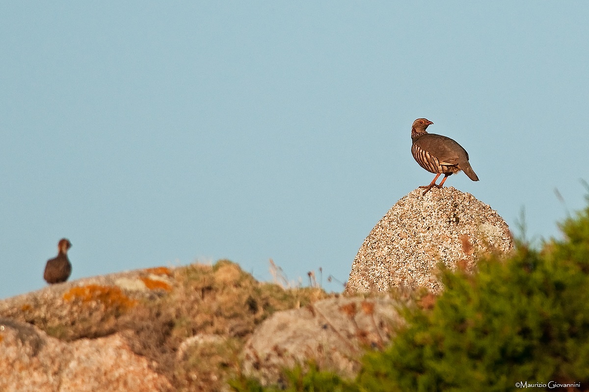 Sardinian partridge with young