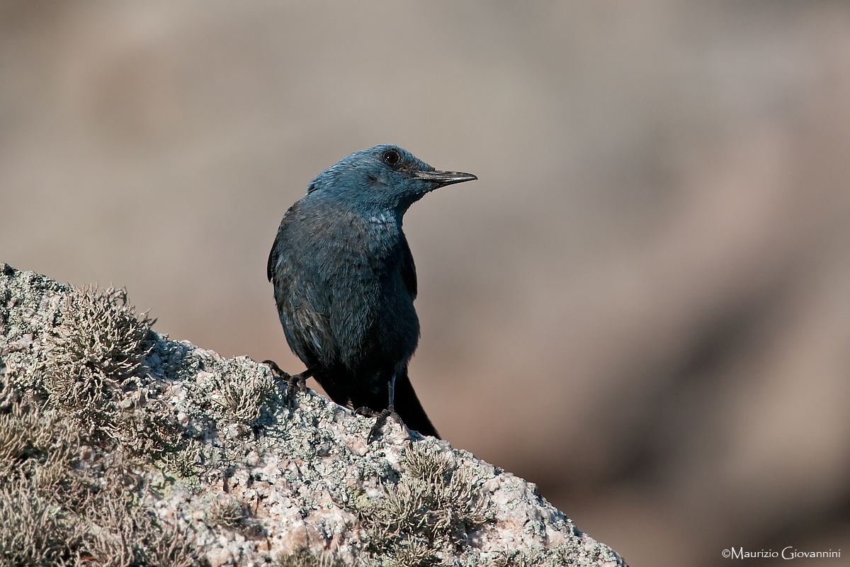 Blue Rock Thrush Male