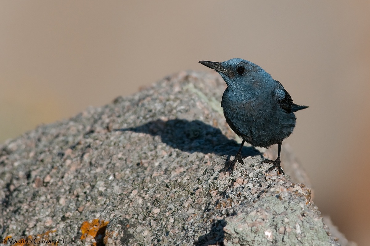 Blue Rock Thrush Male