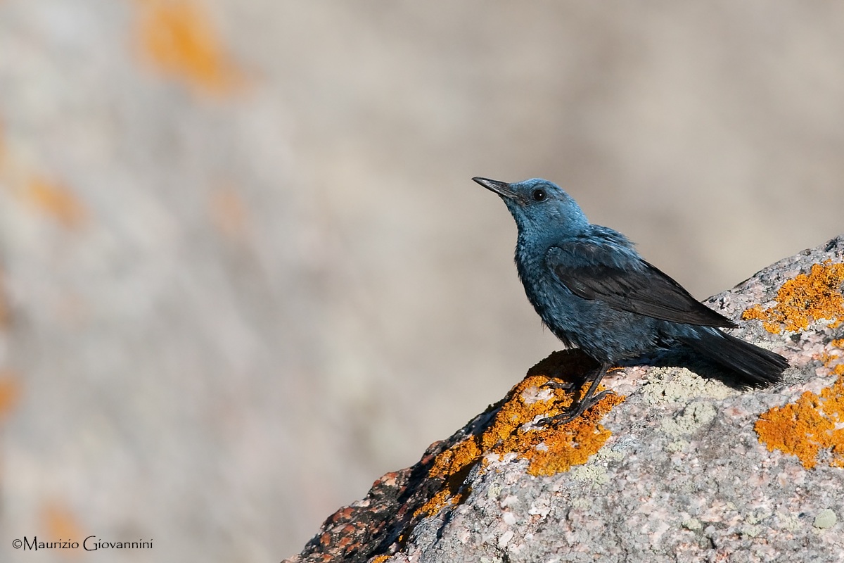 Passero solitario maschio
