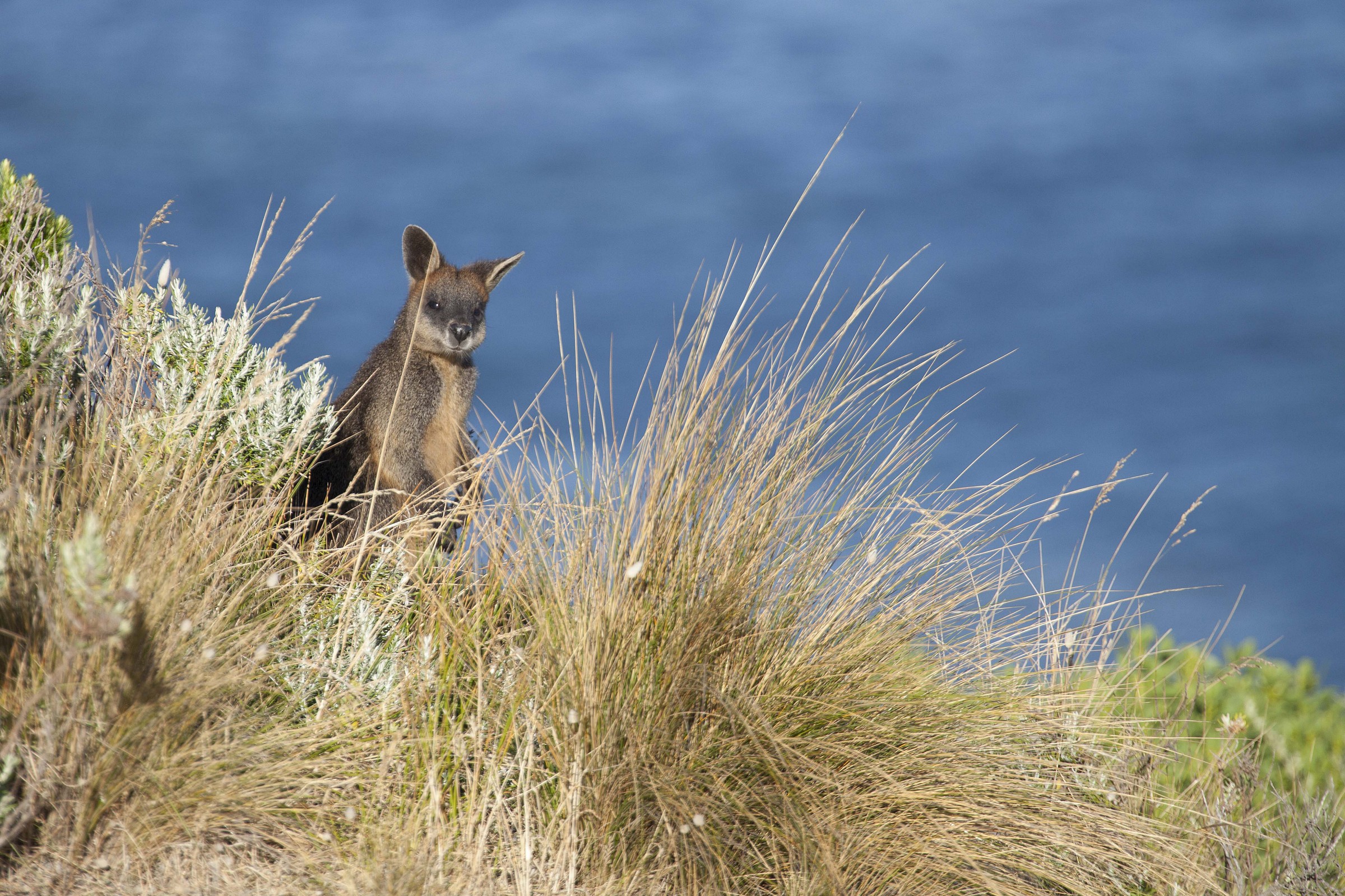 Wallabie