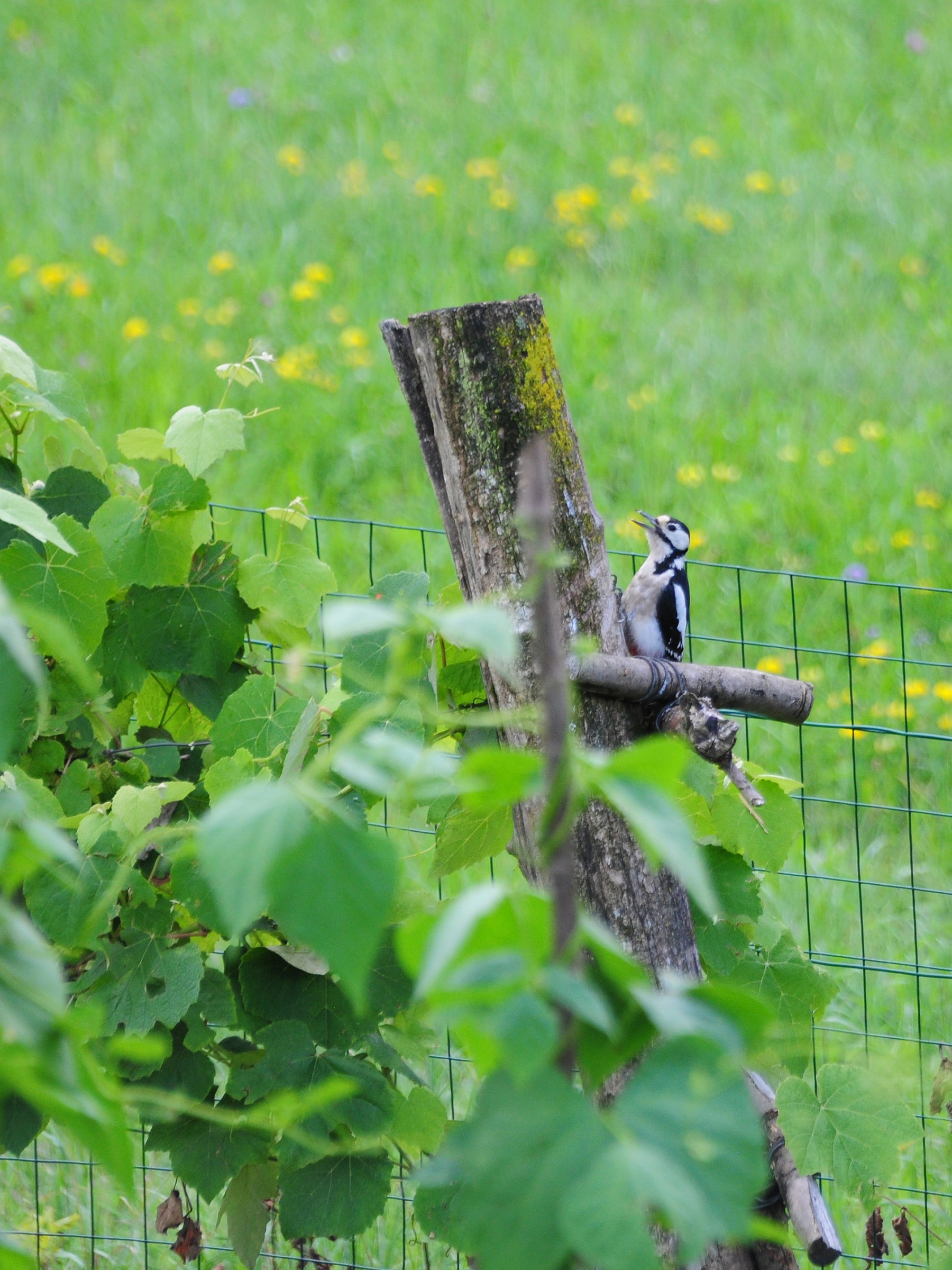 Woodpecker 3 freehand from 25 meters in the evening