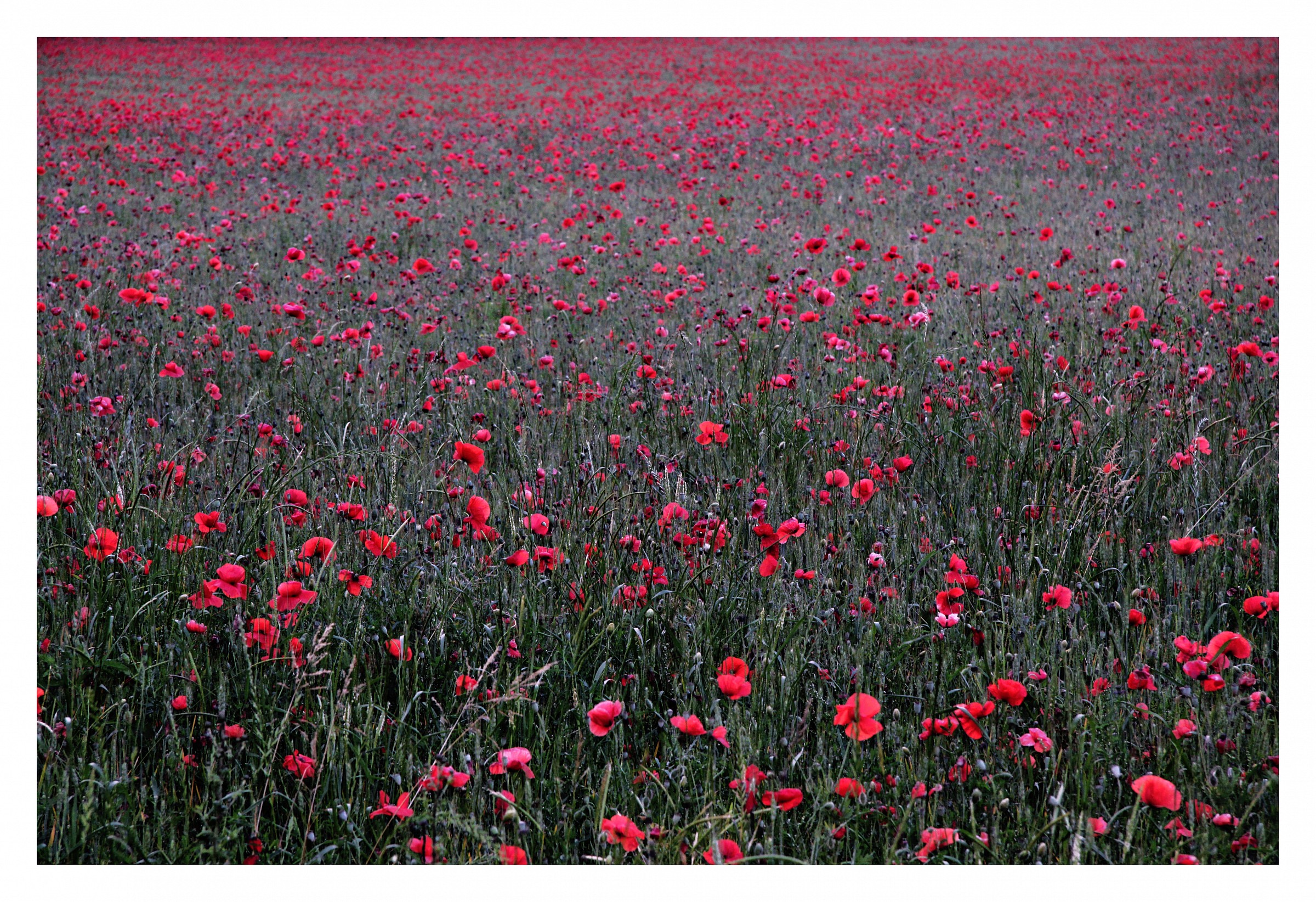 field of poppies