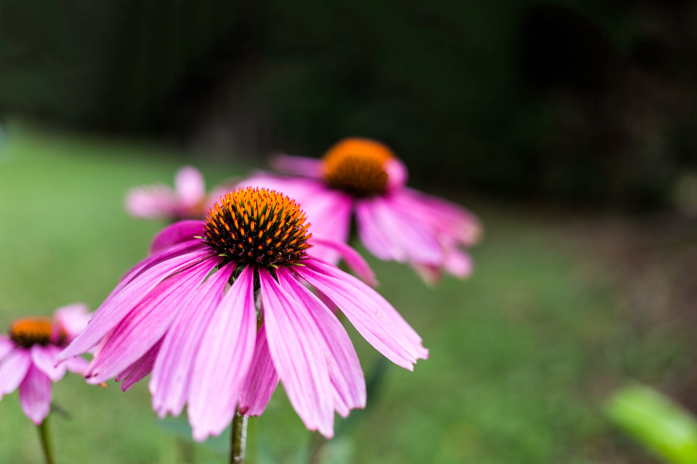 Echinacea Purpurea