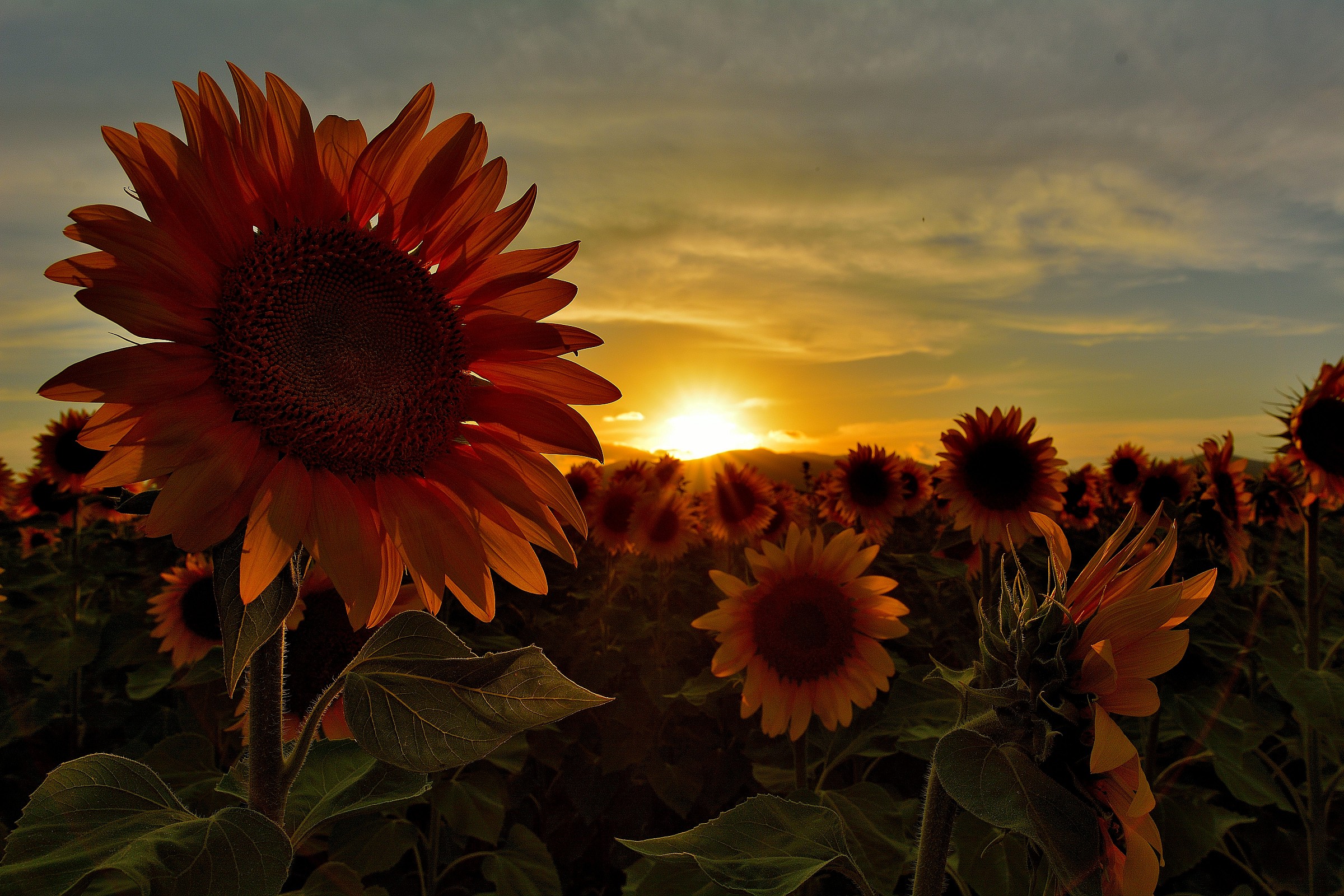 Sunflowers at Sunset