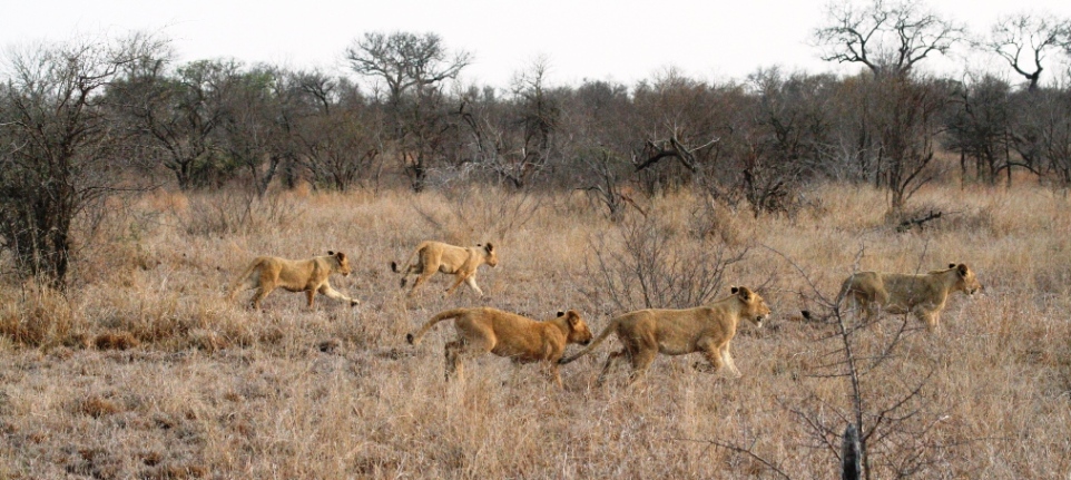 Piccoli leoni adolescenti