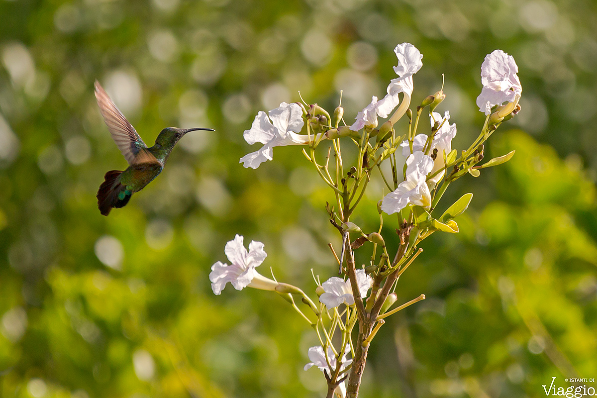 Colibrì