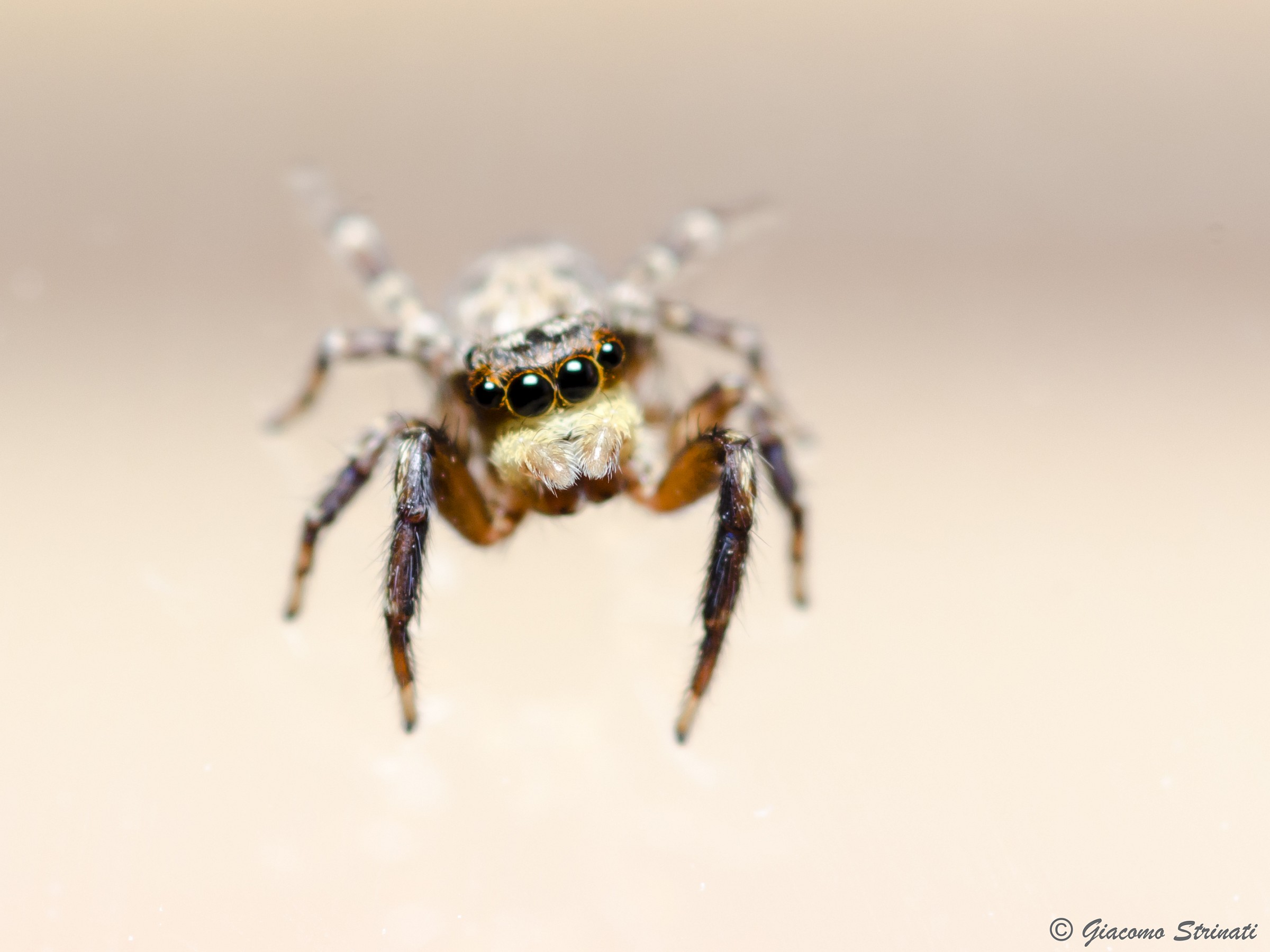 Salticidae