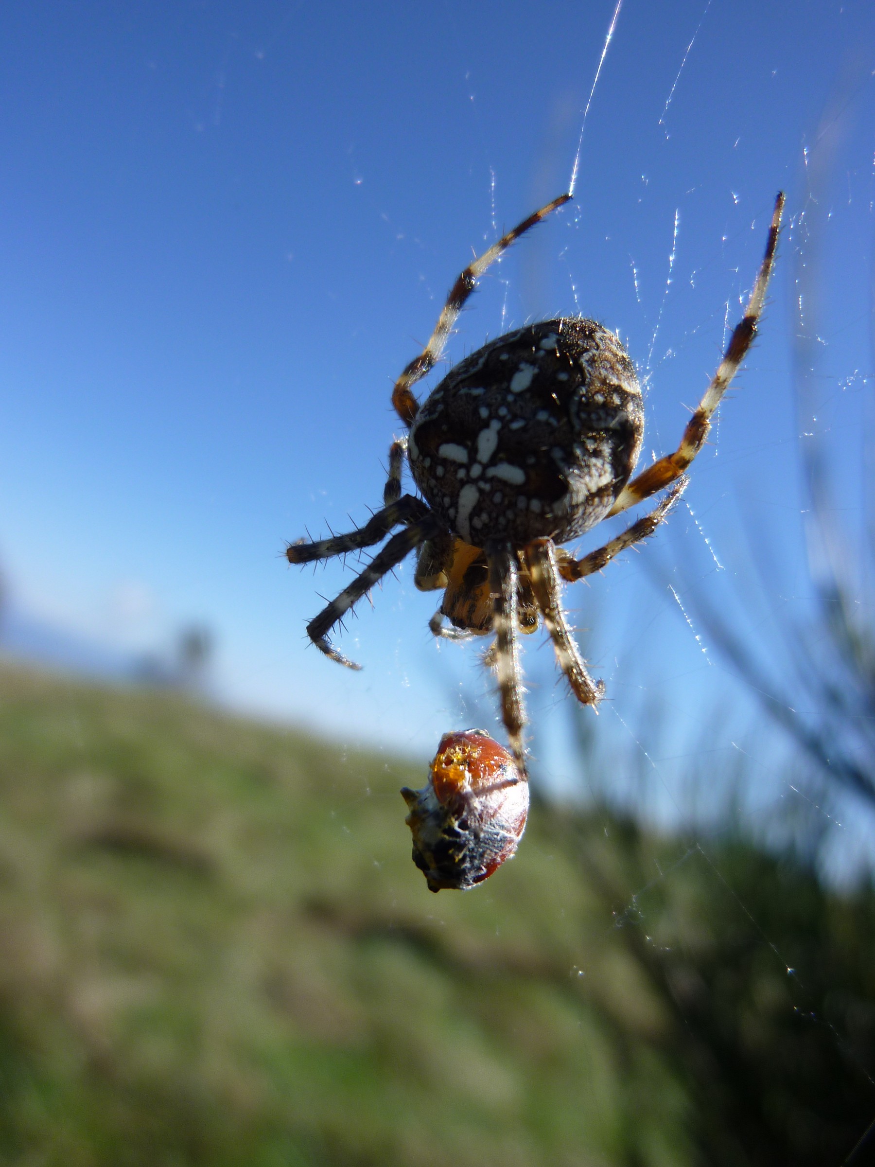 the prey and the predator