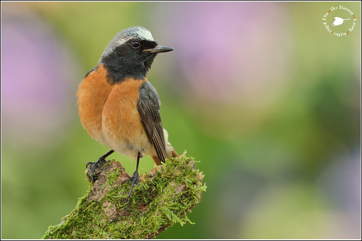 Double Breasted ....